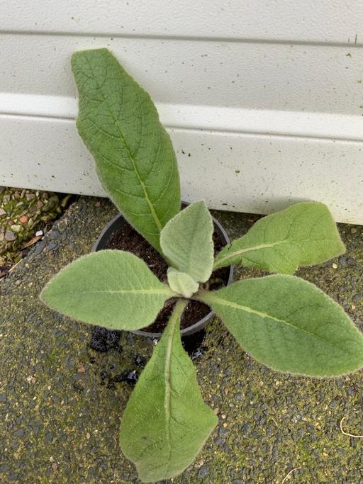 Buy & Sell Kings Heath Birmingham - Photos for Verbascum Mullein
