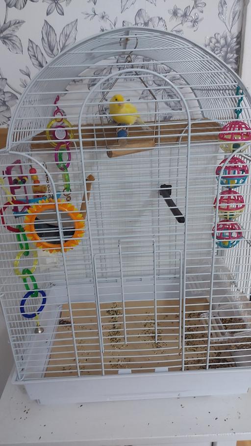 Buy & Sell Wallbrook Dudley - Photos for bird cage and acesorey