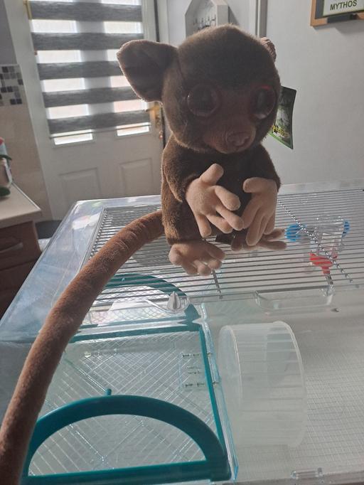 Buy & Sell Heeley Sheffield - Photos for bush baby