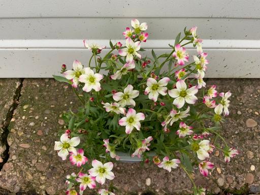 Buy & Sell Stirchley Birmingham - Photos for Saxifraga Alpines