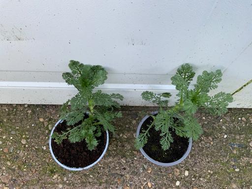 Buy & Sell Stirchley Birmingham - Photos for Perennial Anthemis