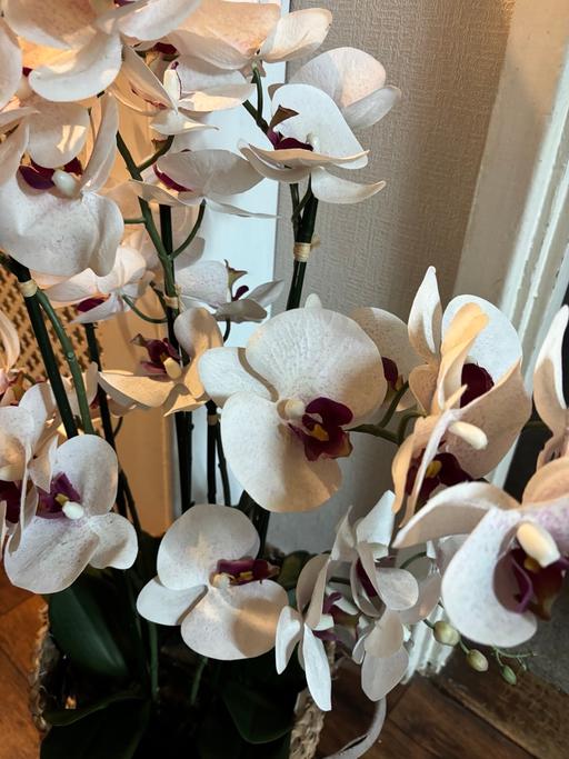 Buy & Sell Bartley Green Birmingham - Photos for Massive artificial orchid in basket