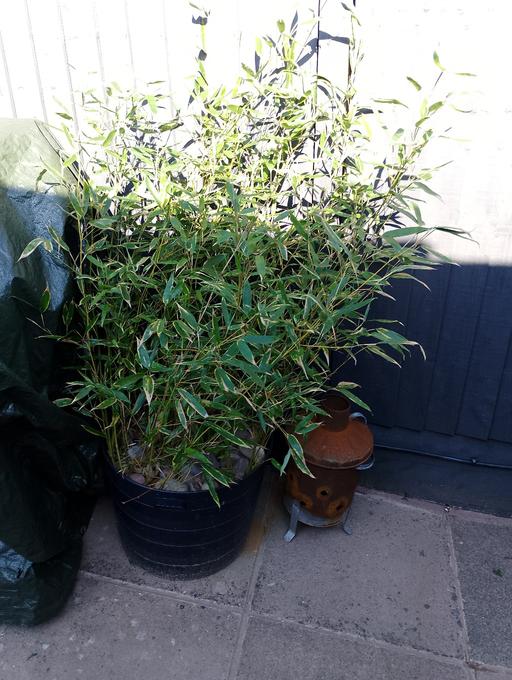 Buy & Sell Birmingham Solihull - Photos for bamboo runners in pot