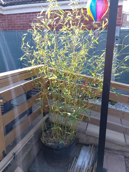Buy & Sell Chelmsley Wood Solihull - Photos for bamboo runner in pot