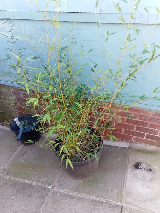 Buy & Sell Chelmsley Wood Solihull - Photos for bamboo runner in pot