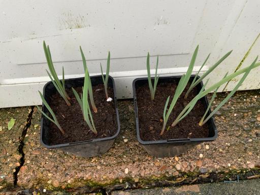 Buy & Sell Stirchley Birmingham - Photos for Tulips Clusiana var Chrysantha