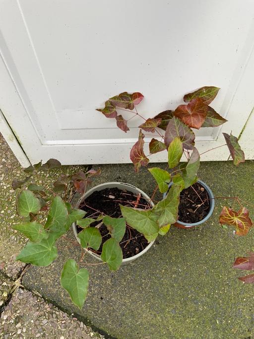 Buy & Sell Kings Heath Birmingham - Photos for Perennial Epimeduim Davidii