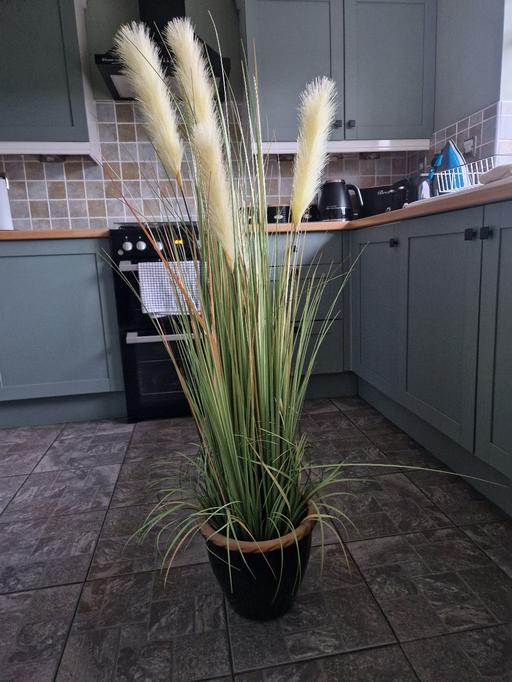 Buy & Sell Prescot Knowsley - Photos for Reed Artificial Plant