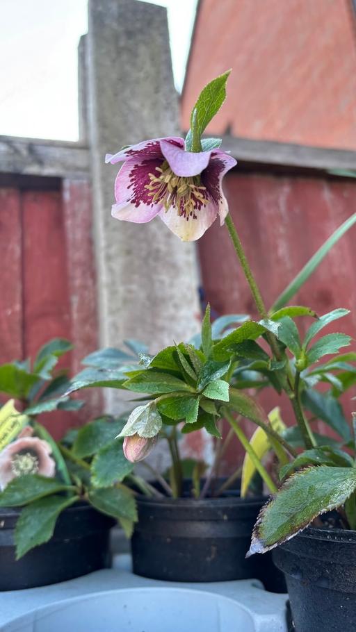 Buy & Sell Alum Rock Birmingham - Photos for Helleborus plants £10 each