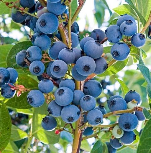 Buy & Sell Saltley Birmingham - Photos for Blueberry plant