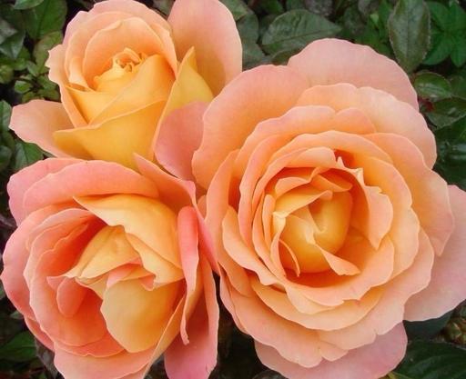 Buy & Sell Alum Rock Birmingham - Photos for Alpine sunset fragrant bush rose plant