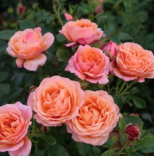 Buy & Sell Alum Rock Birmingham - Photos for Coral Garden bush rose plant