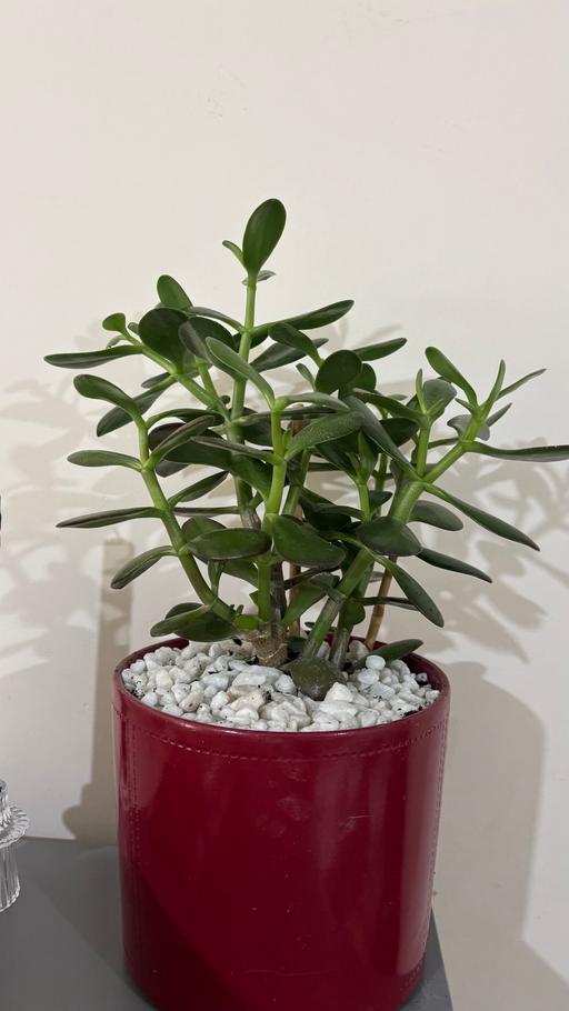 Buy & Sell Alum Rock Birmingham - Photos for Jade Money plant in a ceramic pot