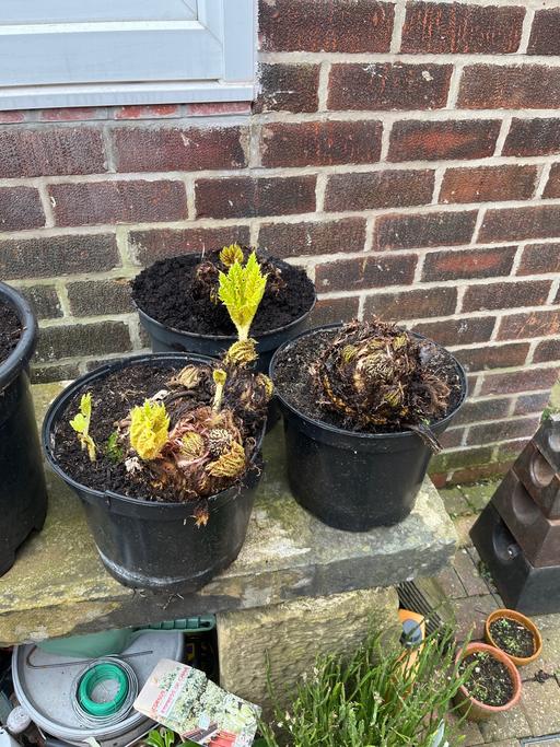 Buy & Sell Treeton Rotherham - Photos for Large Gunnera manicata