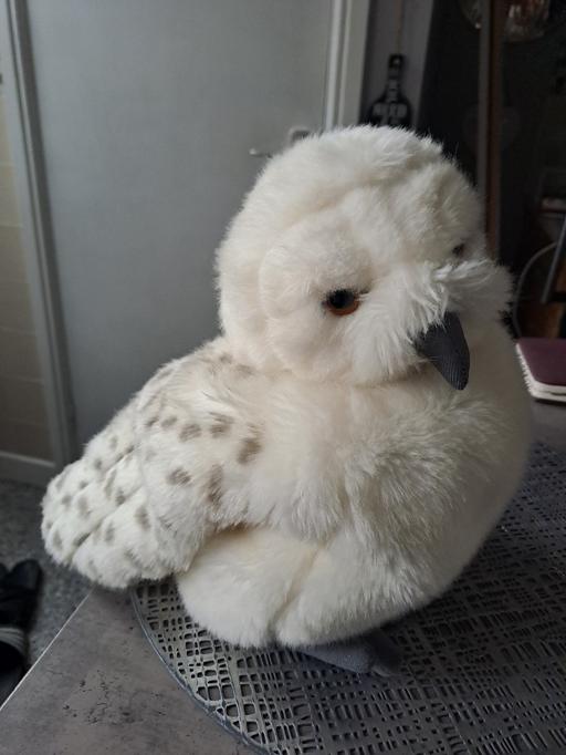 Buy & Sell Park Hill Sheffield - Photos for owl from Harry Potter