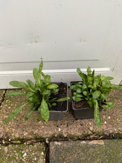 Buy & Sell Stirchley Birmingham - Photos for Coreopsis Solar Variety