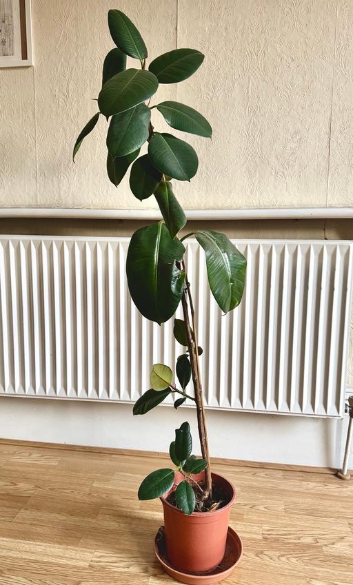 Buy & Sell Bedford Park West London - Photos for Rubber plant / rubber ficus / Ficus elastica