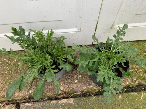 Buy & Sell Stirchley Birmingham - Photos for Scabious blue mist