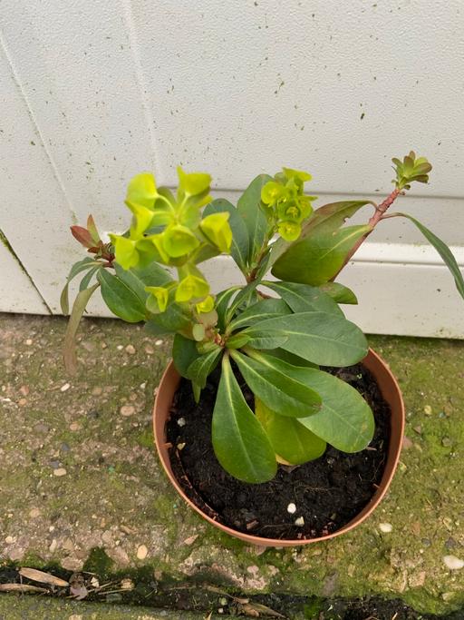 Buy & Sell Kings Heath Birmingham - Photos for Euphorbia amygdaloides