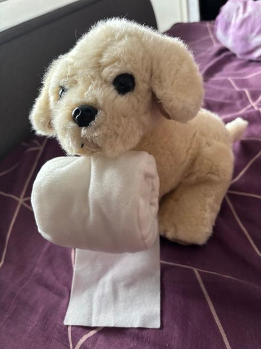 Buy & Sell Golds Hill Sandwell - Photos for Dog teddy