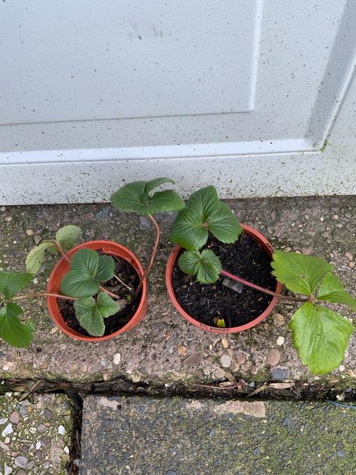 Buy & Sell Stirchley Birmingham - Photos for Strawberries