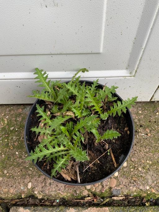 Buy & Sell Kings Heath Birmingham - Photos for Cirsuim Thistle