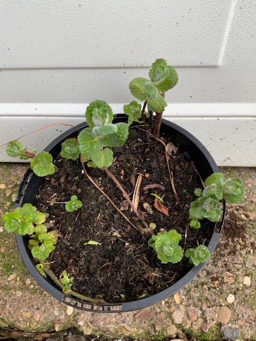 Buy & Sell Kings Heath Birmingham - Photos for Herbs Apple mint