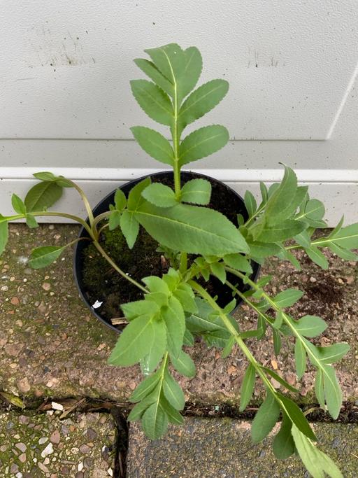 Buy & Sell Stirchley Birmingham - Photos for Cephalaria gigantea scabious