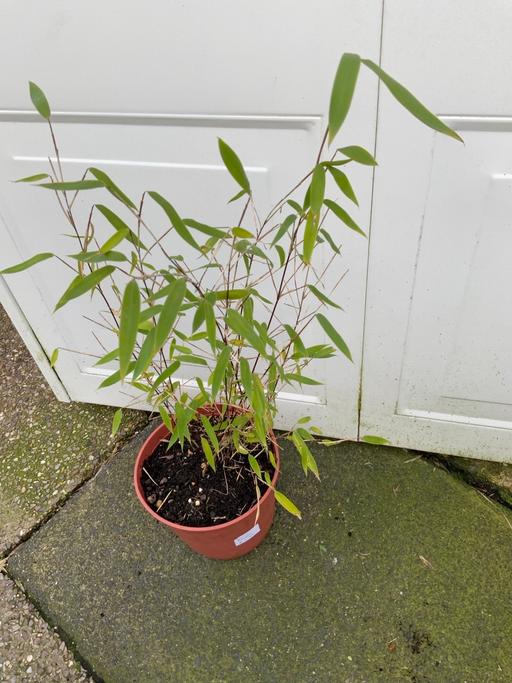 Buy & Sell Stirchley Birmingham - Photos for Black bamboo