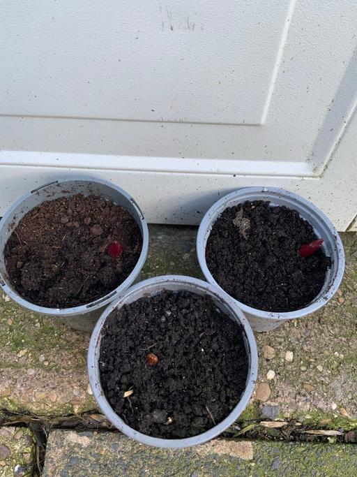 Buy & Sell Stirchley Birmingham - Photos for Fragrant OT Goliath lily