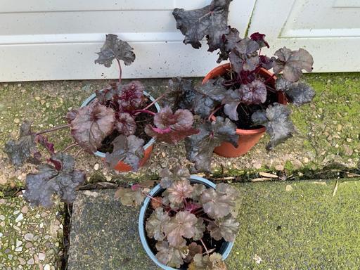 Buy & Sell Stirchley Birmingham - Photos for Perennial Heuchera
