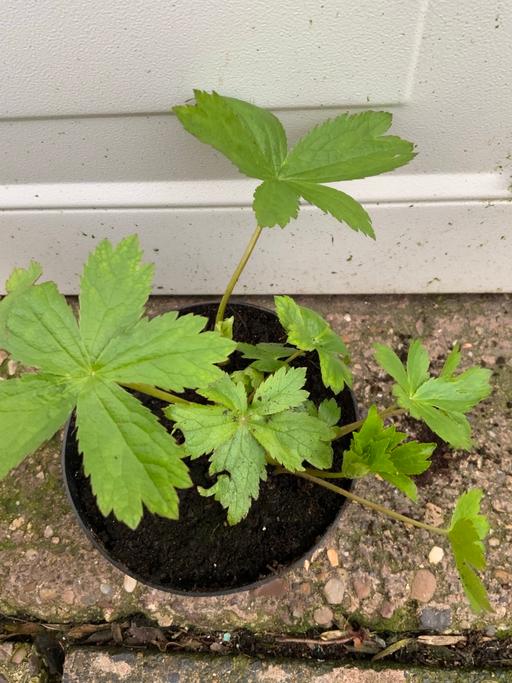 Buy & Sell Stirchley Birmingham - Photos for Astrantia major alba