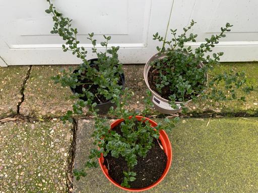 Buy & Sell Kings Heath Birmingham - Photos for Shrub California Liliac