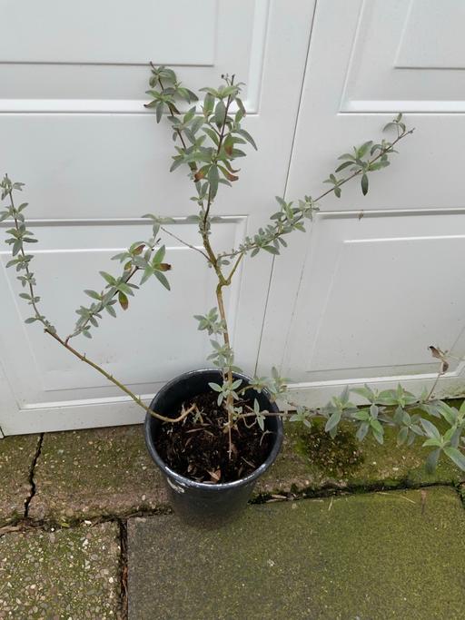 Buy & Sell Stirchley Birmingham - Photos for Buddlehia