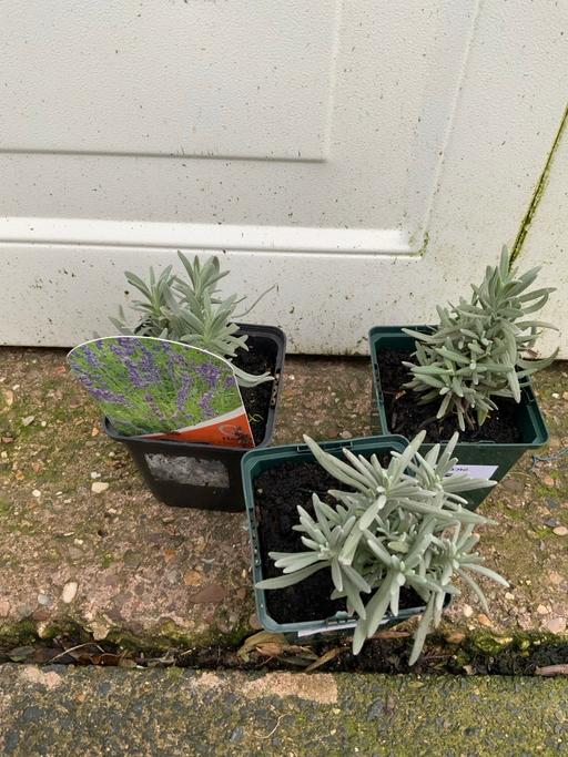 Buy & Sell Kings Heath Birmingham - Photos for Lavenders