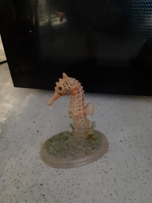 Buy & Sell South Hylton Sunderland - Photos for seshorse dec