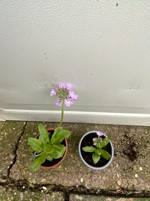 Buy & Sell Kings Heath Birmingham - Photos for Primula denticulata