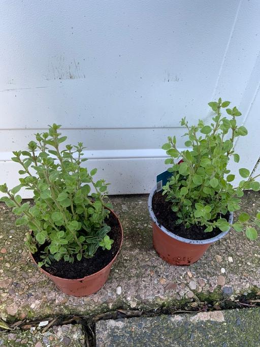 Buy & Sell Stirchley Birmingham - Photos for Herbs Oregano