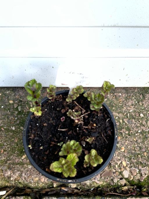 Buy & Sell Stirchley Birmingham - Photos for Blackcurrant mint