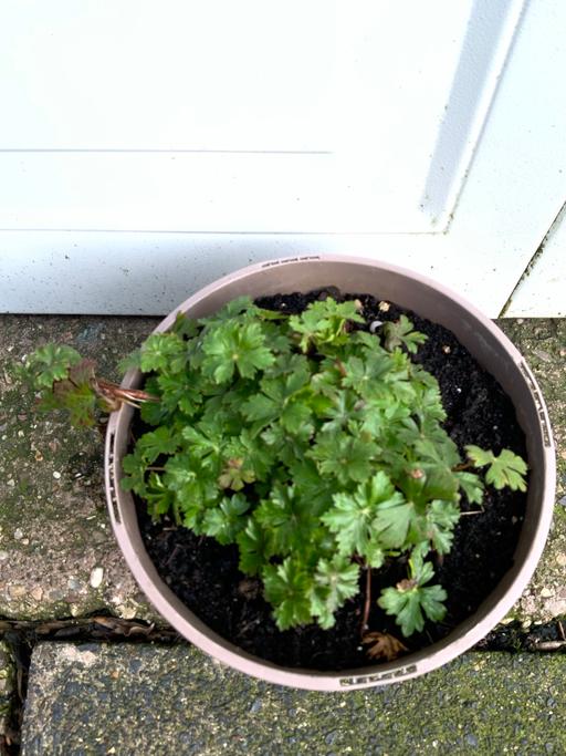 Buy & Sell Stirchley Birmingham - Photos for Perennial alpine geranium