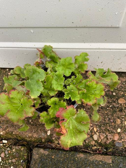 Buy & Sell Stirchley Birmingham - Photos for Heuchera