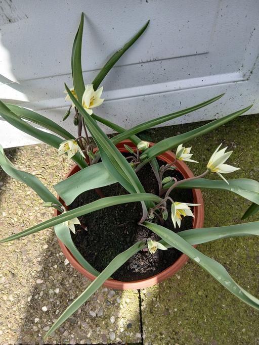 Buy & Sell Kings Heath Birmingham - Photos for Small TulipsTarda