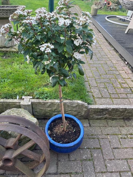 Buy & Sell Treeton Rotherham - Photos for Viburnum tinus standard