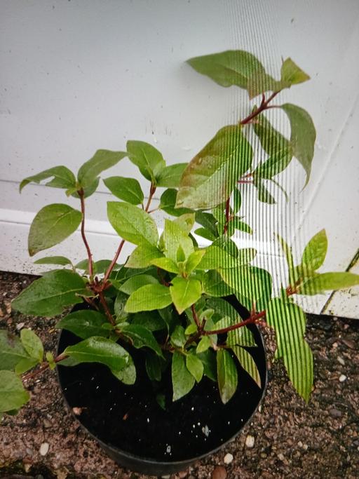 Buy & Sell Stirchley Birmingham - Photos for Shrub Laurustinus Viburnum tinus