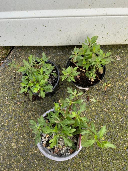 Buy & Sell Kings Heath Birmingham - Photos for Alpine Erigeron