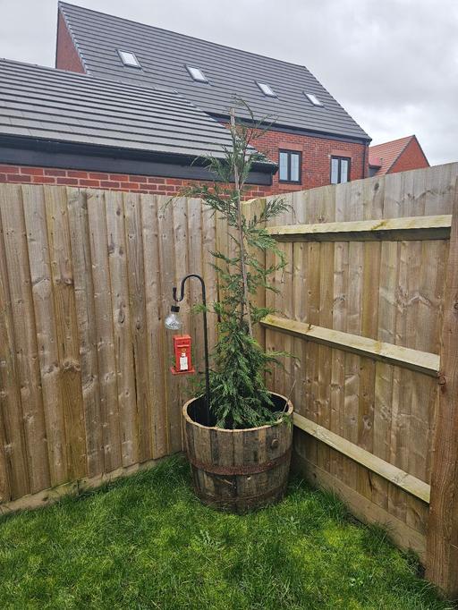 Buy & Sell Whittington Lichfield - Photos for Leylandii Tree 🌳 and Whiskey barrell Pot