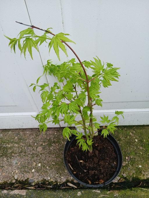 Buy & Sell Kings Heath Birmingham - Photos for Shrub Acer Going Green
