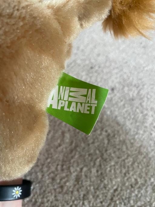 Buy & Sell Cwmfelinfach Caerphilly - Wales - Photos for Plush lion