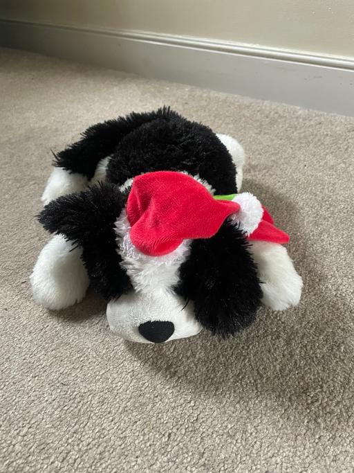 Buy & Sell Ynysddu Caerphilly - Wales - Photos for Rolling Rover dog