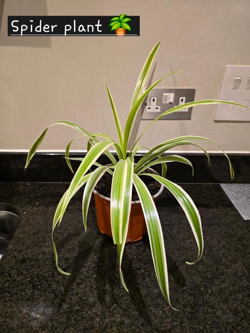 Buy & Sell Oldbury Sandwell - Photos for Spider plant 🪴 real plant